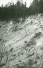 Las - okolice Drozdowa