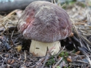 Przyroda