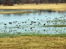 Przyroda