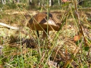 Przyroda