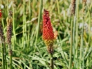 Przyroda