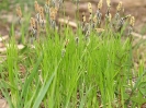 Przyroda