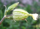 Przyroda