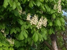 Przyroda