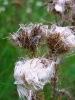 Przyroda
