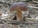 Przyroda