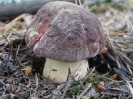 Przyroda