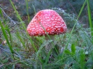 Przyroda