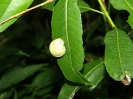 Przyroda