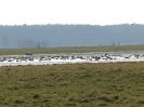 Przyroda