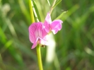 Przyroda