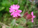 Przyroda