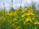 Przyroda
