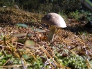 Przyroda