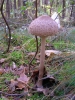 Przyroda