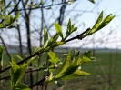 Przyroda