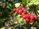 Przyroda