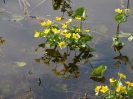 Przyroda
