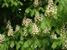 Przyroda