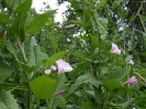 Przyroda