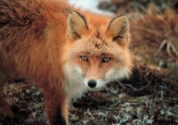 250px Vulpes vulpes at Cape Newenhamfot.Haggblom Lisa
