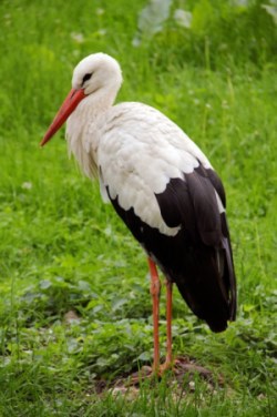 Bocian biały, fot. K. Giedź