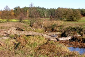 Obrazek: Łojewek